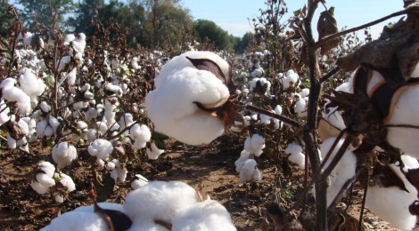 綿花と農薬